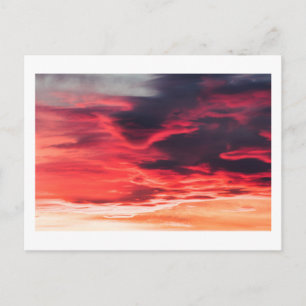 feline wave postcard