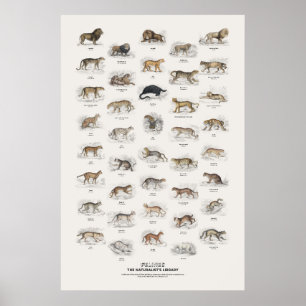 Felines - Naturalist's Library Poster