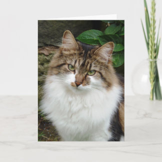 Felix in ThoughMode Card