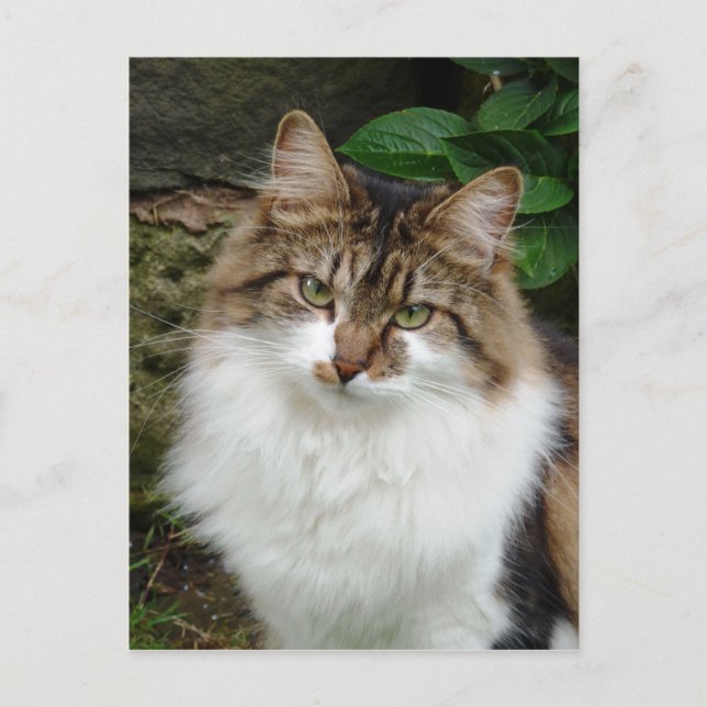 Felix in Thoughtful Mode Postcard (Front)