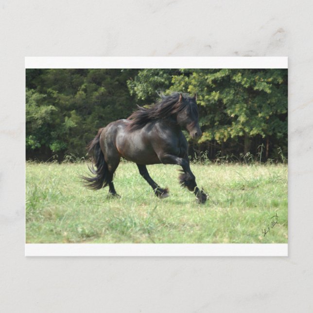 Fell Pony Stallion Postcard (Front)