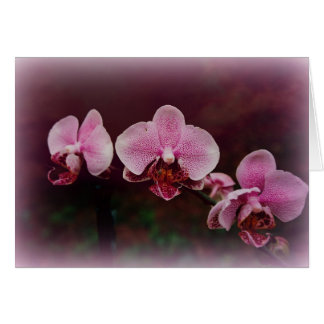 "Fellowship On The Path"