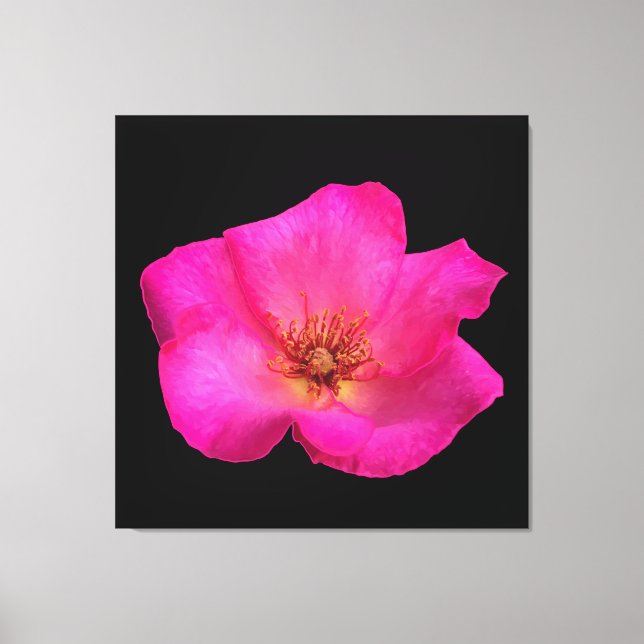 Felt Pen Rose Canvas Print (Front)