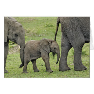 Female African Elephant with Baby