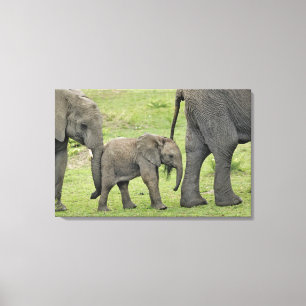 Female African Elephant with Baby Canvas Print