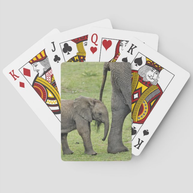 Female African Elephant with Baby Playing Cards (Back)