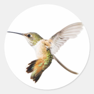 Female Allen's Hummingbird sticker