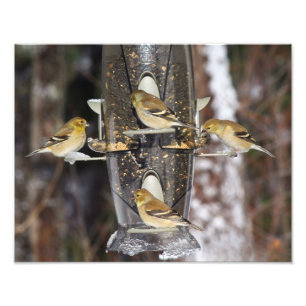 Female American Goldfinches Photo Print