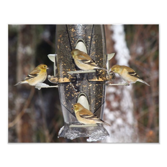 Female American Goldfinches Photo Print (Front)