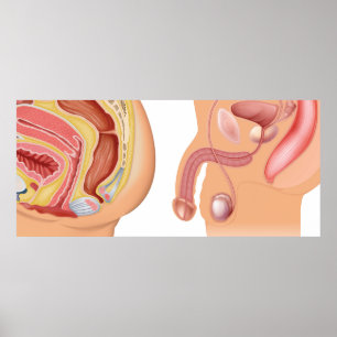 Female and male reductive system   poster