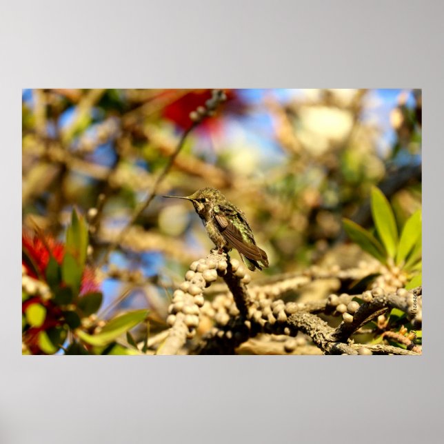 Female Anna's Hummingbird, California, 36x24 Photo Poster (Front)