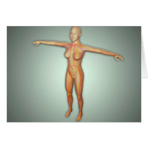 Female Arteries, Veins, & Nervous System