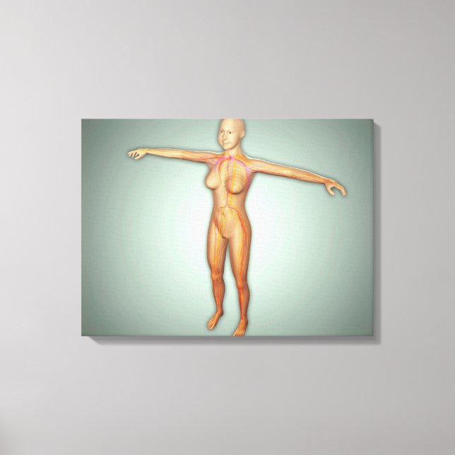 Female Arteries, Veins, & Nervous System Canvas Print (Front)