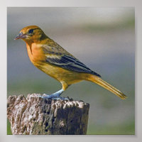 Female Baltimore Oriole