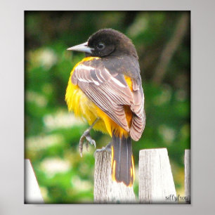 Female Baltimore Oriole/Print Poster