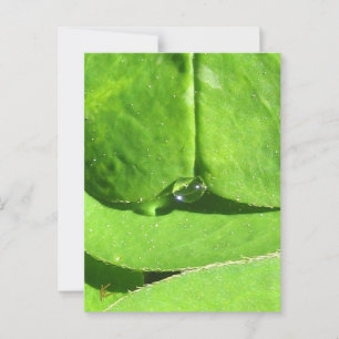 Female Belly, Green Clover Goddess Postcard