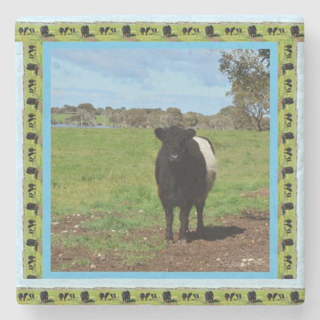 Female Belted Galloway Cow, Stone Coaster (Front)