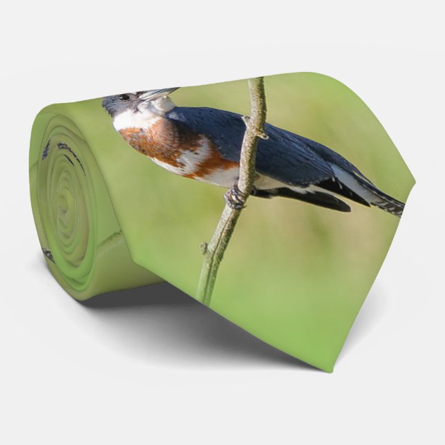 Female Belted Kingfisher Out on a Limb Tie (Rolled)