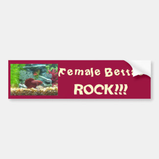 Female Bettas Rock!!! Bumper Sticker