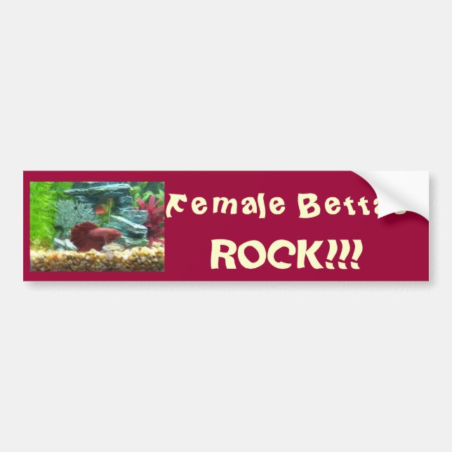 Female Bettas Rock!!! Bumper Sticker (Front)