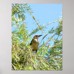 Female Blackbird Grackle Poster