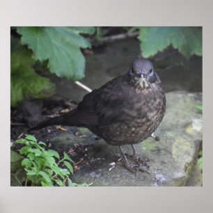 Female Blackbird Poster