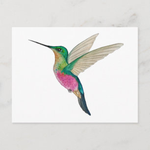 Female Blue-throated Starfrontlet Hummingbird Postcard