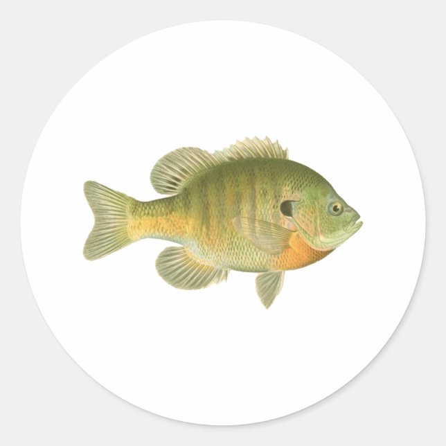Female Bluegill - Bream - Sunfish Classic Round Sticker (Front)
