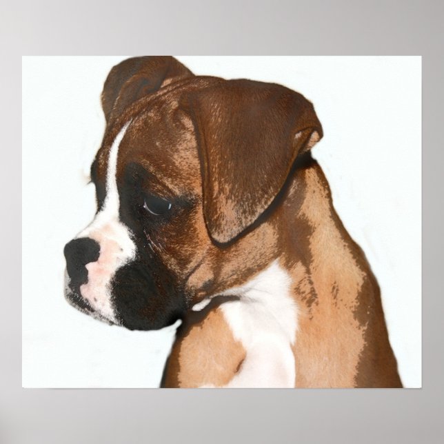 Female boxer pup poster (Front)