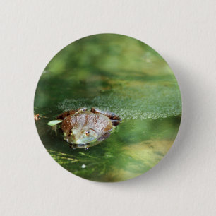 Female Bullfrog Laying Eggs 6 Cm Round Badge