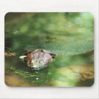 Female Bullfrog Laying Eggs