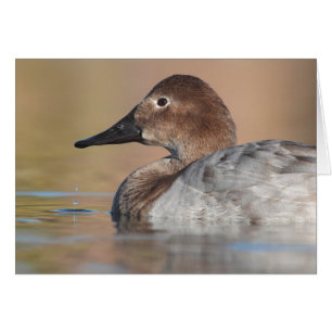 Female Canvasback duck Profile