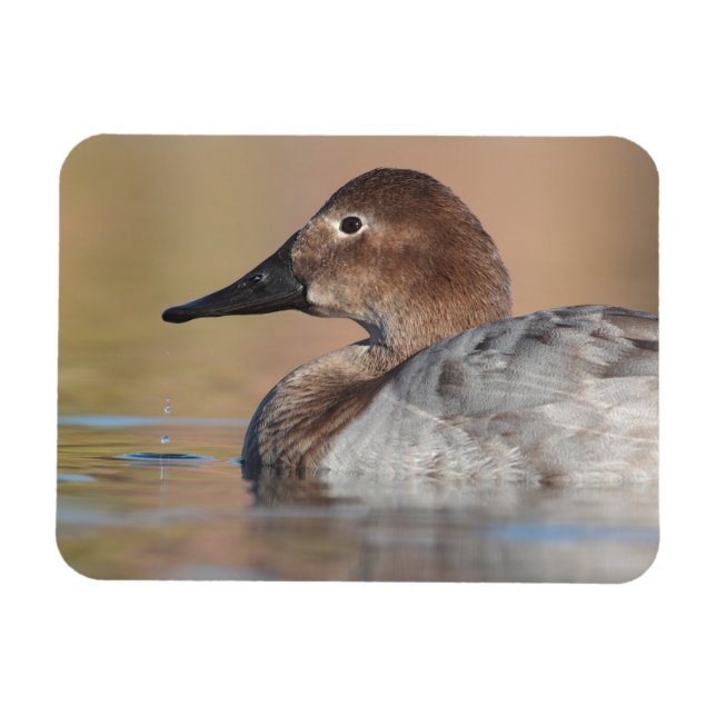 Female Canvasback duck Profile Magnet (Horizontal)