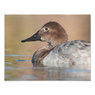 Female Canvasback duck Profile Photo Print