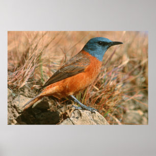 Female Cape Rock Thrush (Monticola Rupestris) Poster