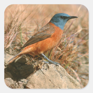 Female Cape Rock Thrush (Monticola Rupestris) Square Sticker