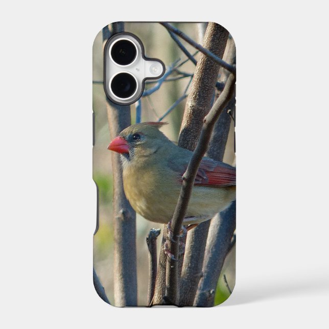 Female Cardinal (Back)