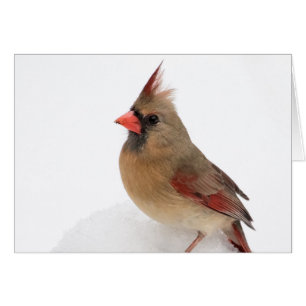 Female Cardinal