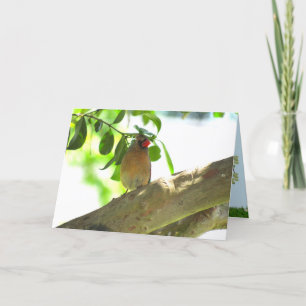 Female Cardinal Backyard Bird Folded Card