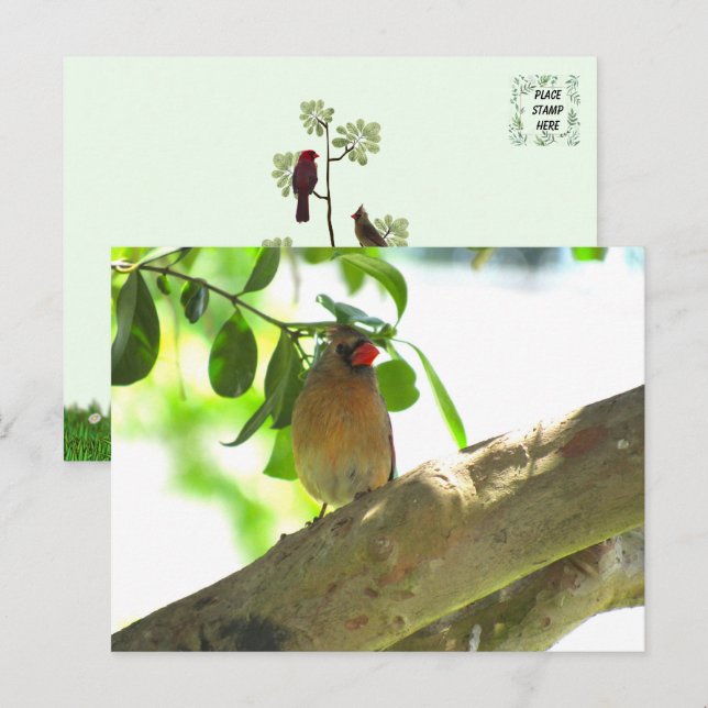 Female Cardinal Backyard Bird Postcard (Front/Back)