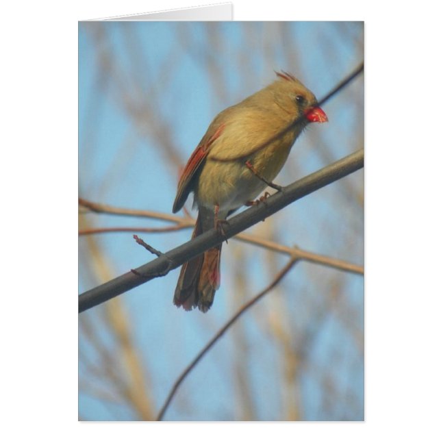 Female Cardinal/Bird (Front)