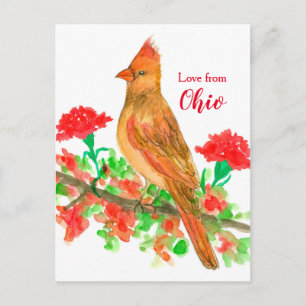 Female Cardinal Bird Love From Ohio Postcard