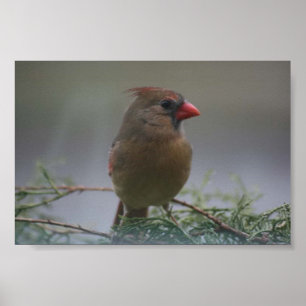 Female Cardinal Bird Photograph Print
