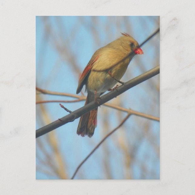 Female Cardinal/Bird Postcard (Front)