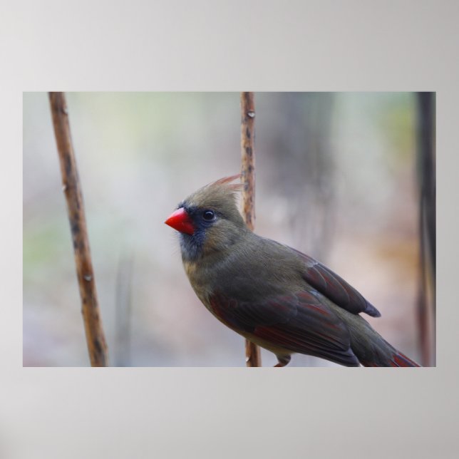 Female Cardinal Bird Poster (Front)