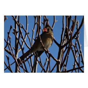 Female Cardinal & Blue Sky