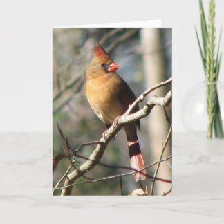 Female Cardinal Card