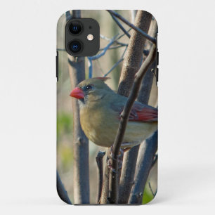 Female Cardinal Case-Mate iPhone Case