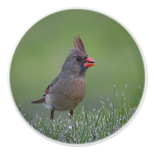Female Cardinal Ceramic Knob