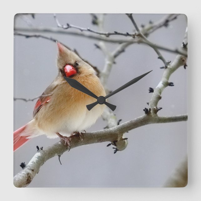 Female_cardinal_clock_v1 Square Wall Clock (Front)